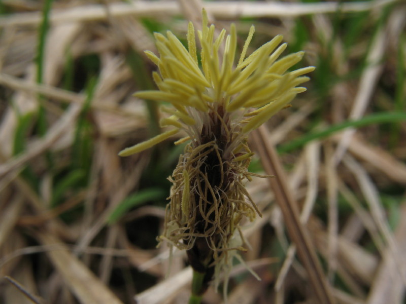 Piantina sconosciuta - Carex sp.