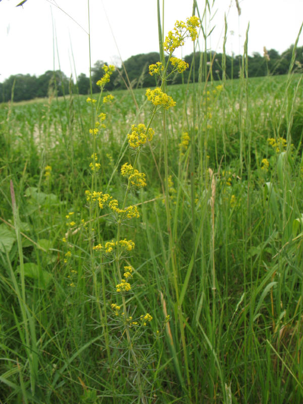 Galium verum