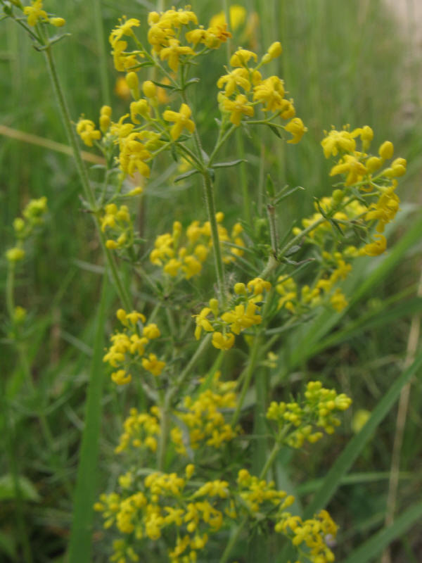 Galium verum