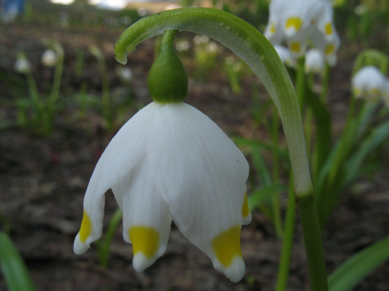 Piantina di alta montagna - Leucojum vernum