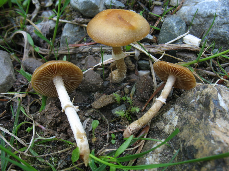 Da determinare (cfr. Conocybe-Pholiotina aporos)