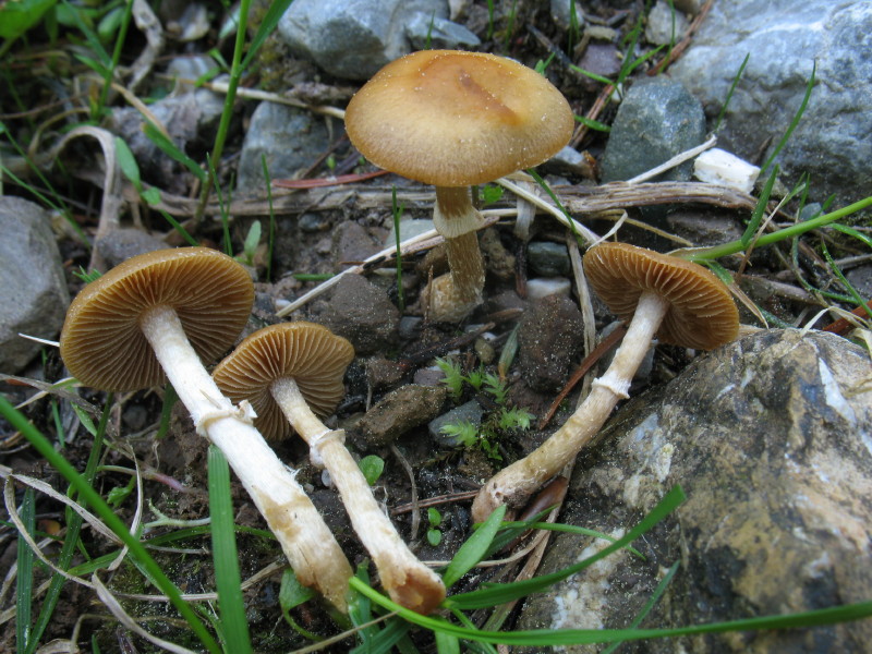 Da determinare (cfr. Conocybe-Pholiotina aporos)