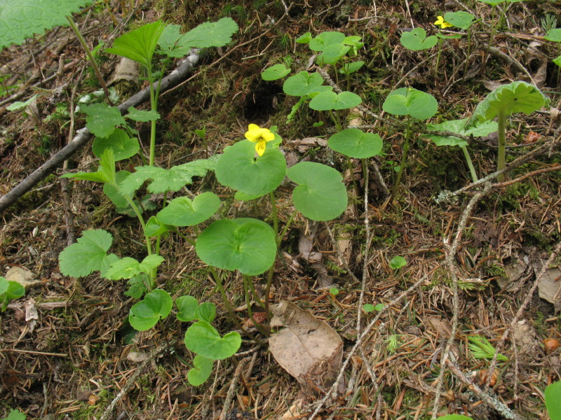 Viola biflora / Viola gialla