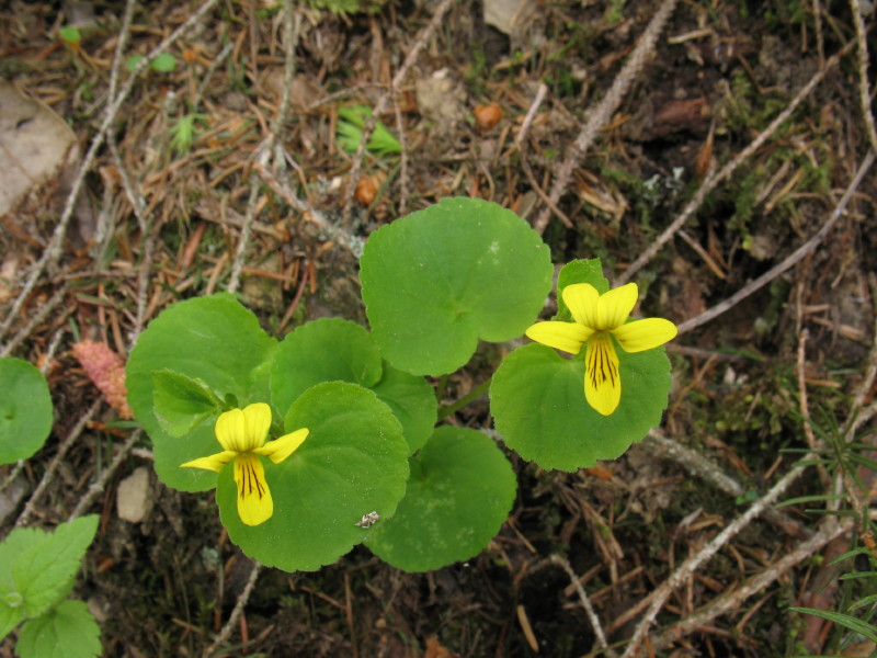 Viola biflora / Viola gialla