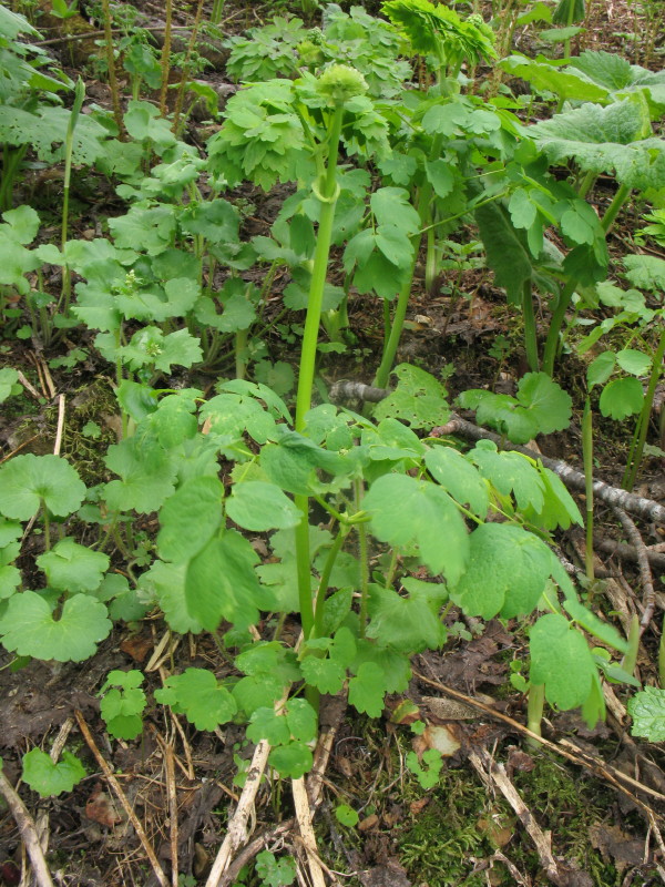 Prima della fioritura - Thalictrum aquilegifolium