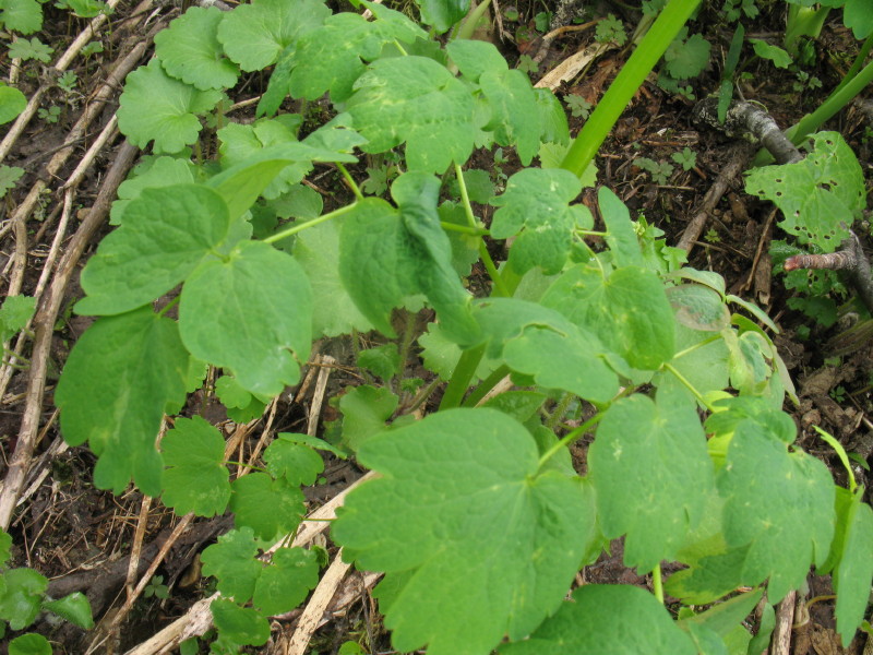 Prima della fioritura - Thalictrum aquilegifolium