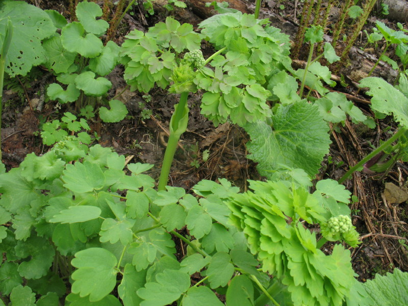 Prima della fioritura - Thalictrum aquilegifolium