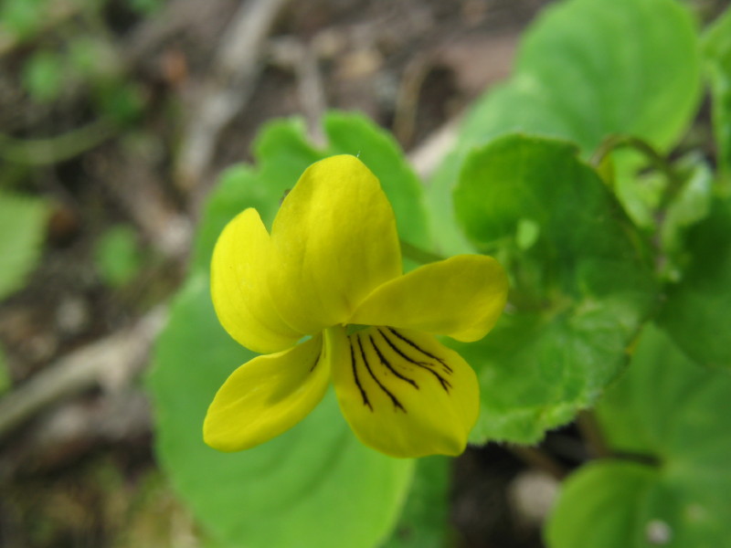 Viola biflora / Viola gialla