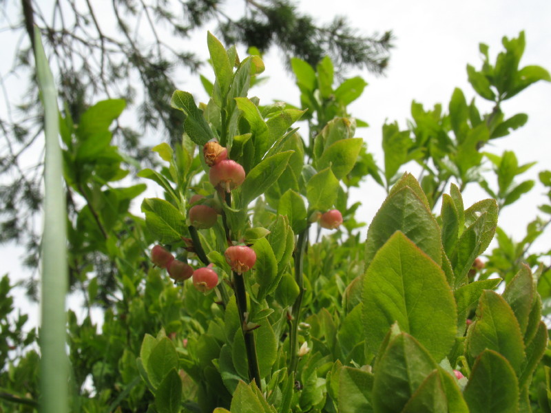 Vaccinium myrtillus