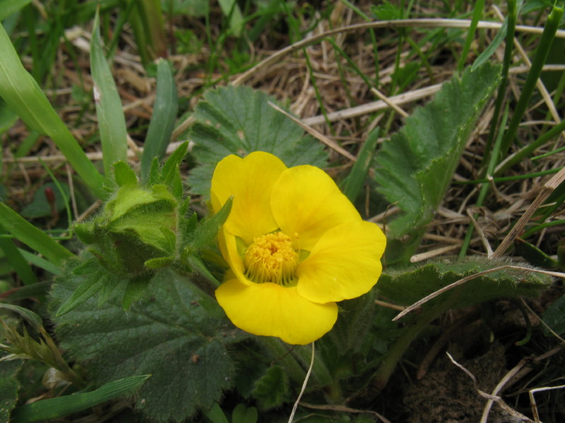 In alta montagna - Geum montanum