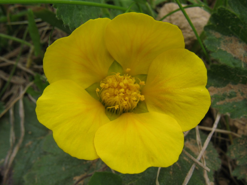 In alta montagna - Geum montanum