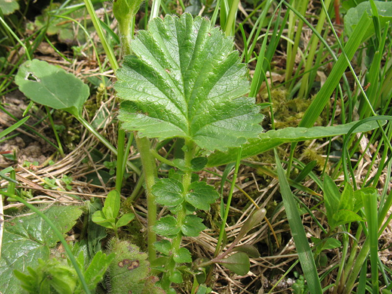 In alta montagna - Geum montanum