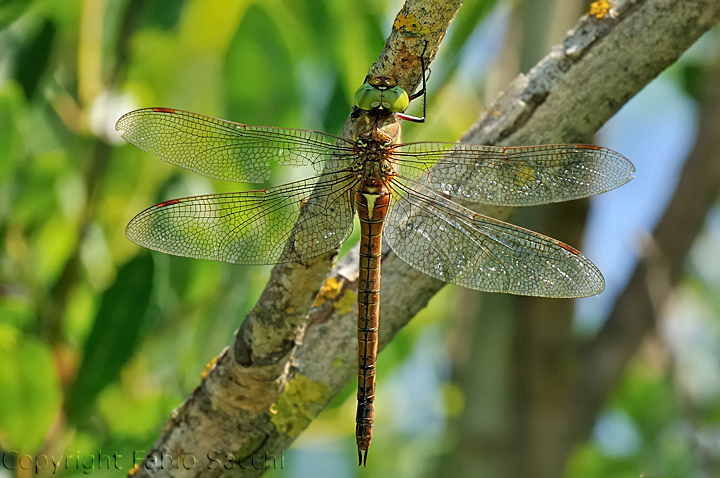 Aeshna isoceles,femmina