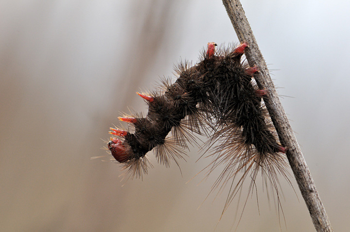 Arctiidae,bruco di Arctia villica?