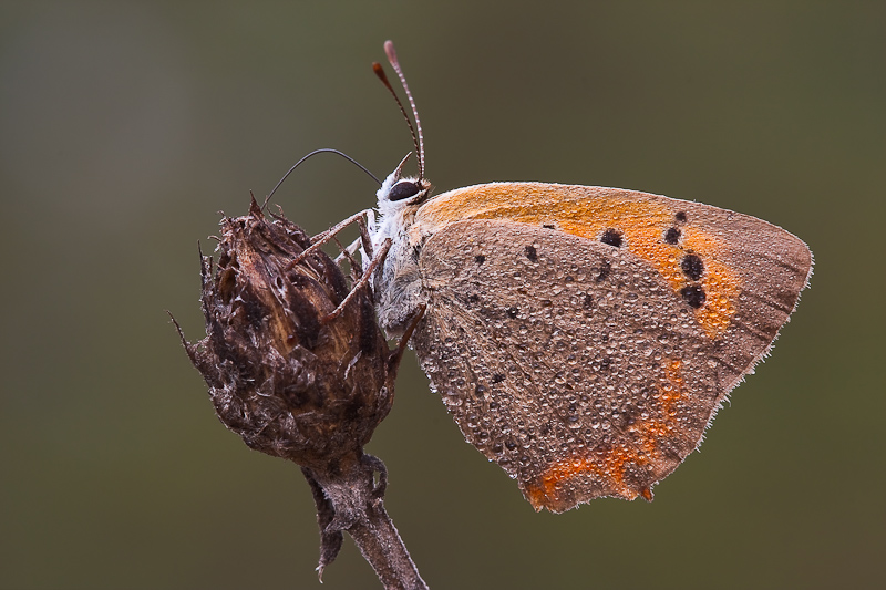 Lycaena phlaeas