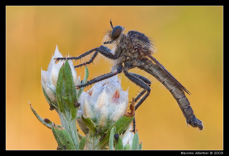 Aiuto su identificazione Asilidae