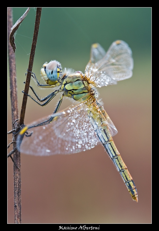 Sympetrum fonscolombii?