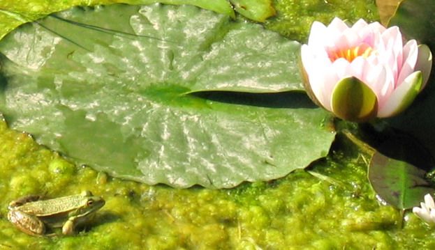 Rane in giardino - Pelophylax kl. hispanicus (prov. Salerno)