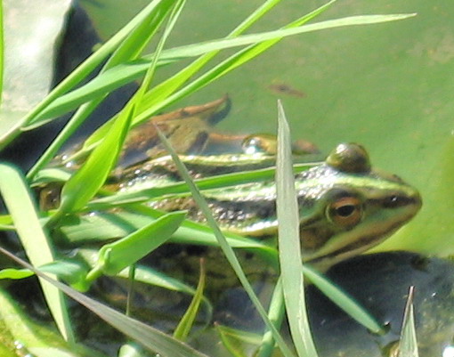 Rane in giardino - Pelophylax kl. hispanicus (prov. Salerno)