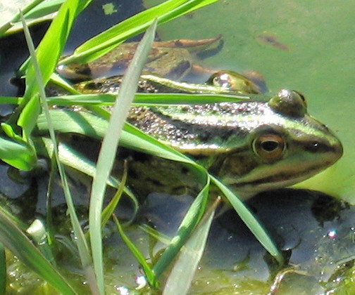 Rane in giardino - Pelophylax kl. hispanicus (prov. Salerno)