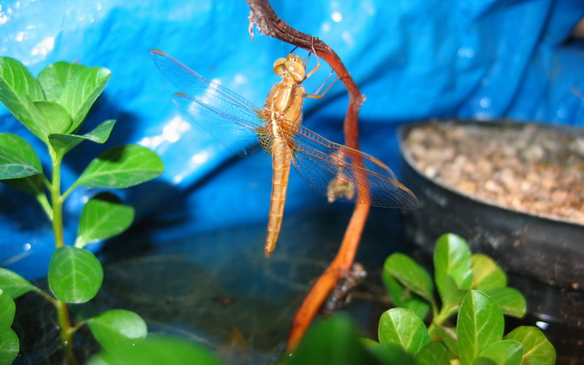 Anisotteri: la prima nata dell''anno (Crocothemis erythraea)