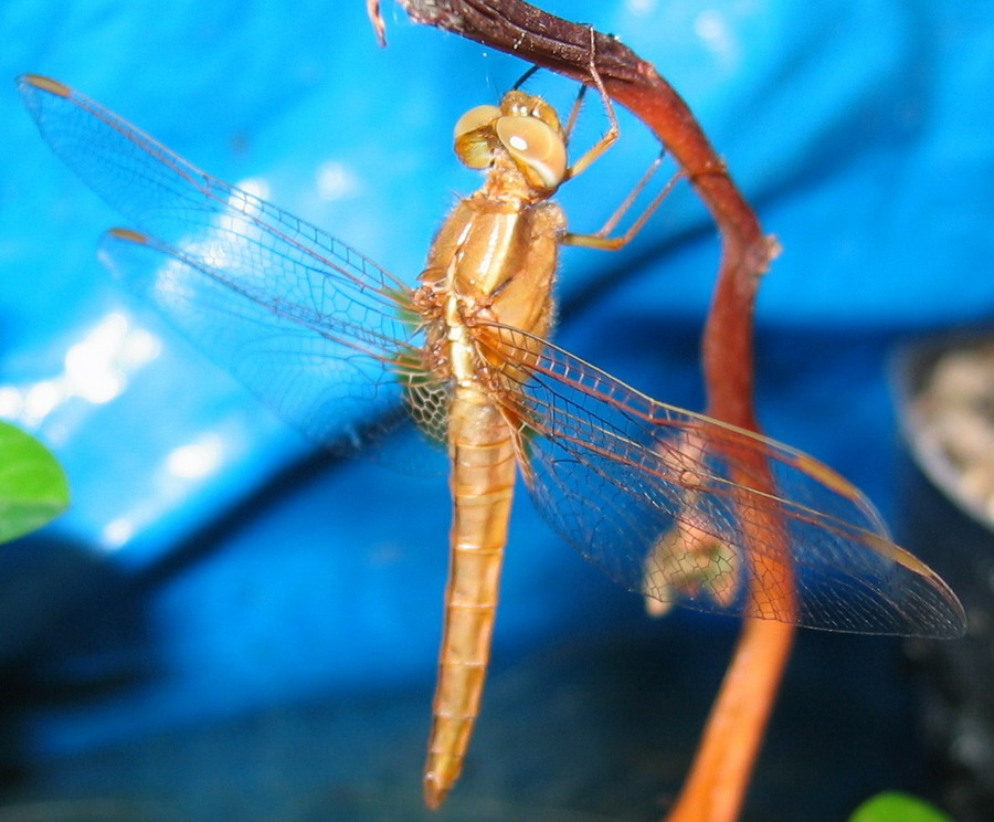 Anisotteri: la prima nata dell''anno (Crocothemis erythraea)