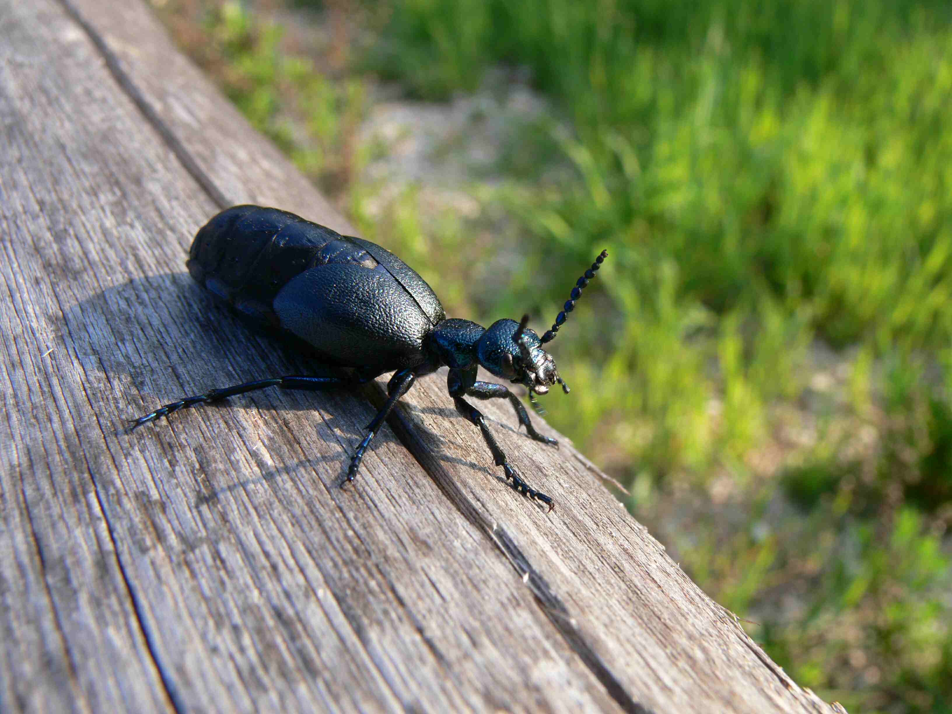 Meloe violaceus femmina