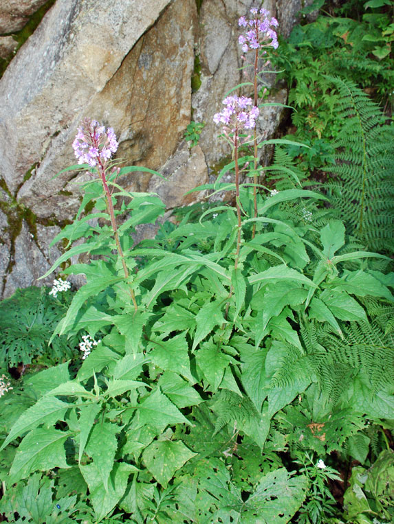 Cicerbita alpina / Lattuga alpina