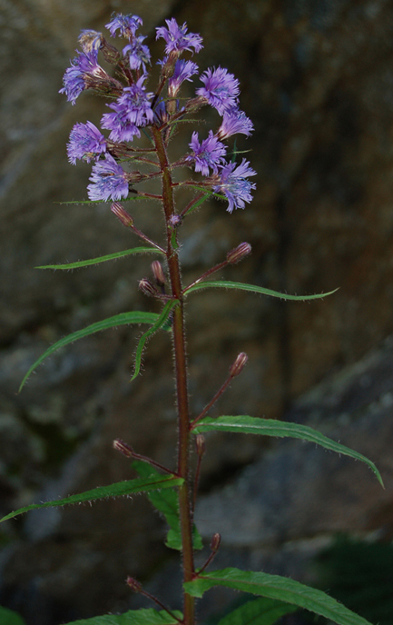 Cicerbita alpina / Lattuga alpina