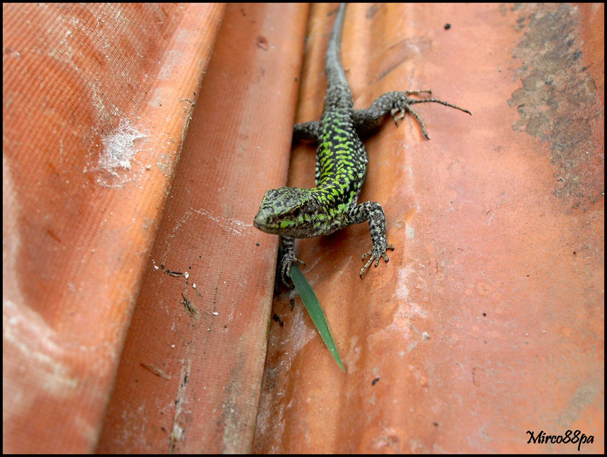 Podarcis muralis o sicula?