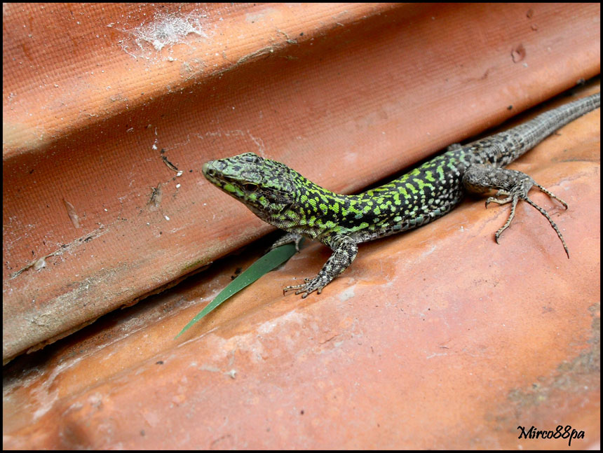 Podarcis muralis o sicula?