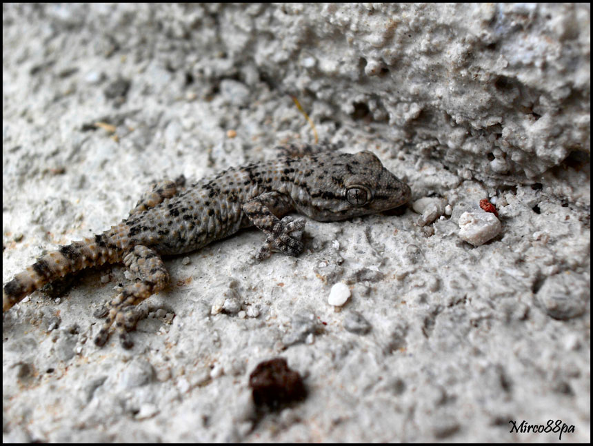 Ormai sono abbonato... Tarentula mauritanica.