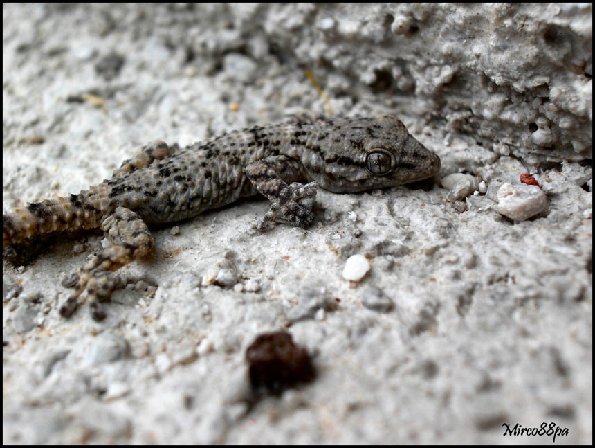 Ormai sono abbonato... Tarentula mauritanica.