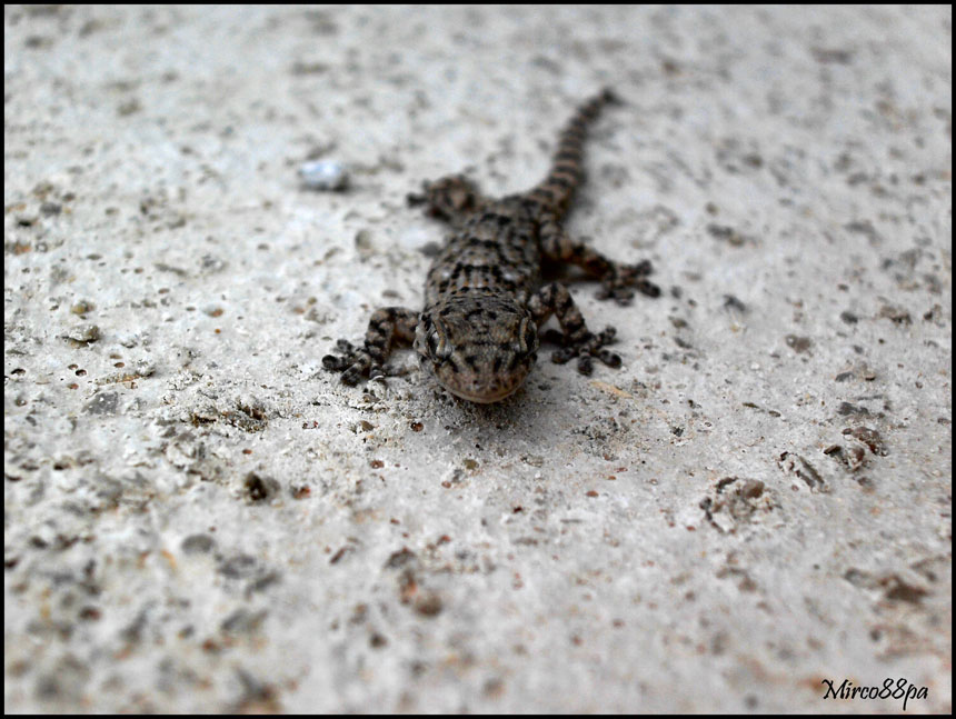 Ormai sono abbonato... Tarentula mauritanica.