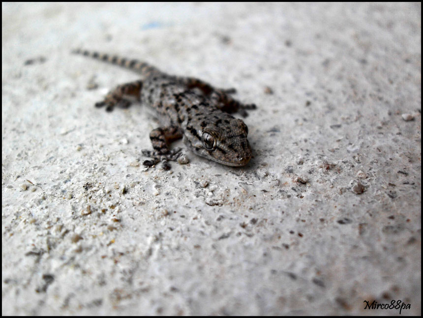 Ormai sono abbonato... Tarentula mauritanica.