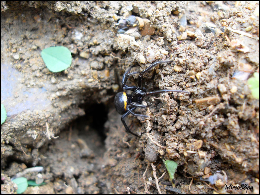 Steatoda paykulliana