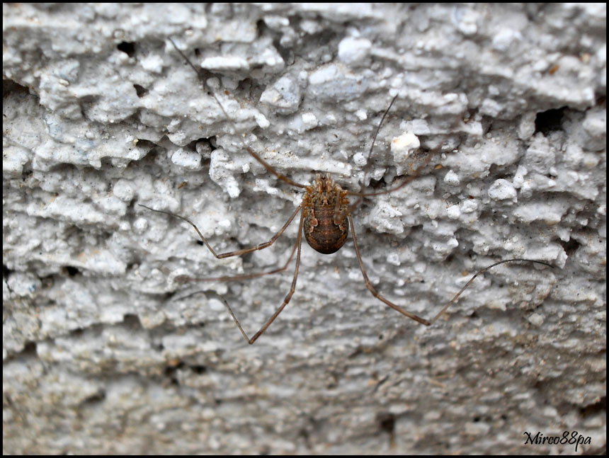 Phalangium opilio, femmina.