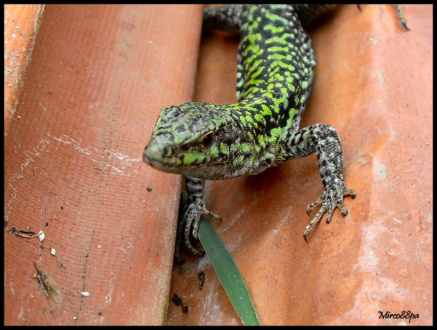 Podarcis muralis o sicula?