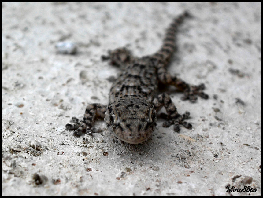 Ormai sono abbonato... Tarentula mauritanica.