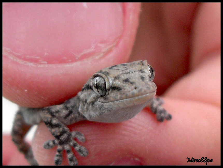 Ormai sono abbonato... Tarentula mauritanica.