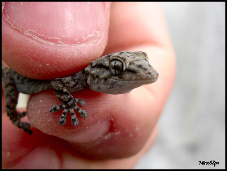 Ormai sono abbonato... Tarentula mauritanica.