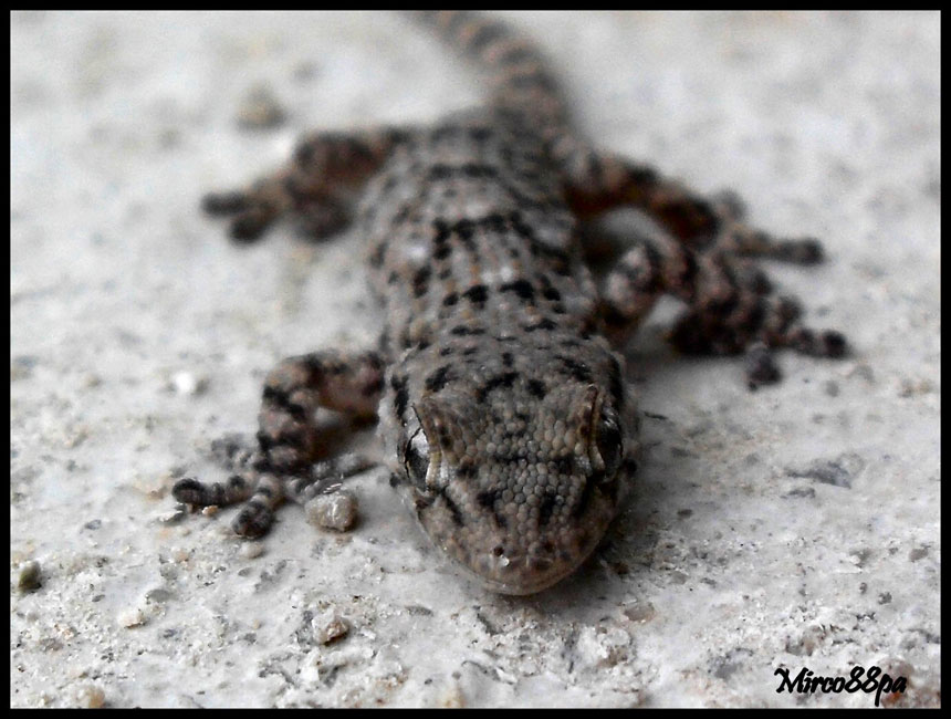 Ormai sono abbonato... Tarentula mauritanica.