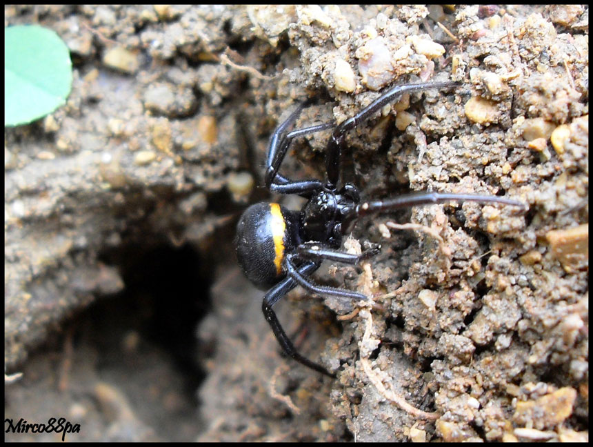 Steatoda paykulliana