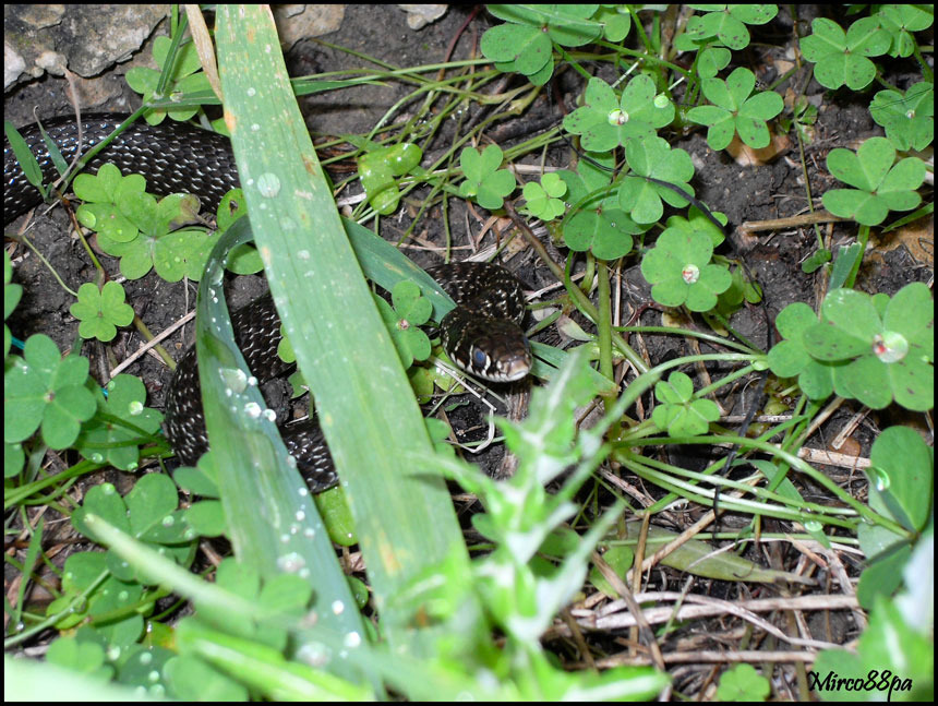 Il mio primo serpente