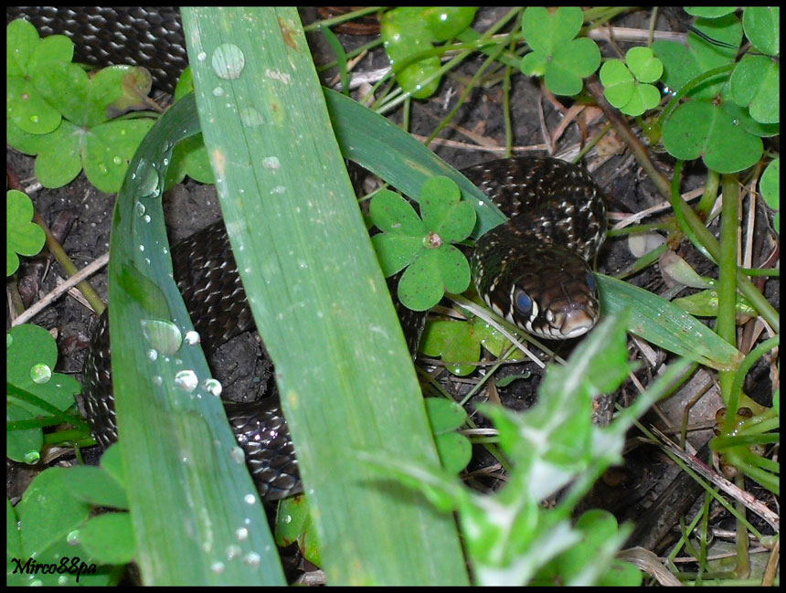 Il mio primo serpente