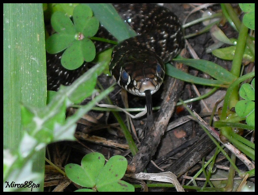 Il mio primo serpente