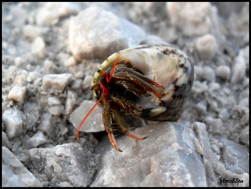 Clibanarius erythropus