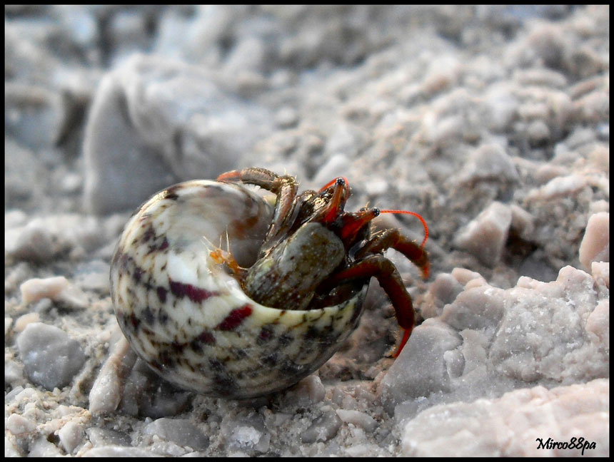 Clibanarius erythropus