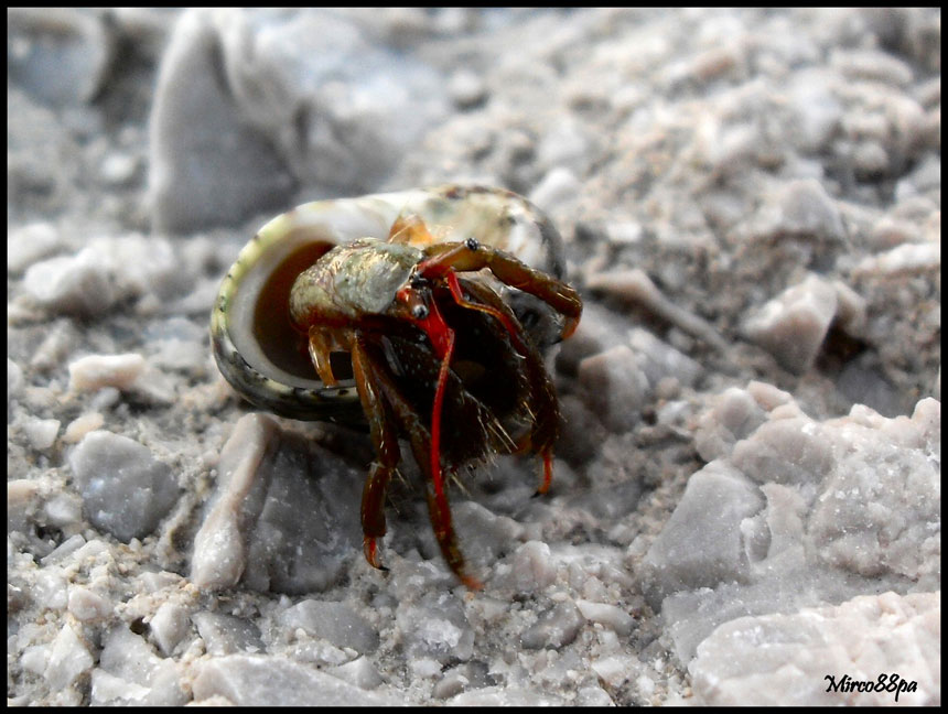 Clibanarius erythropus