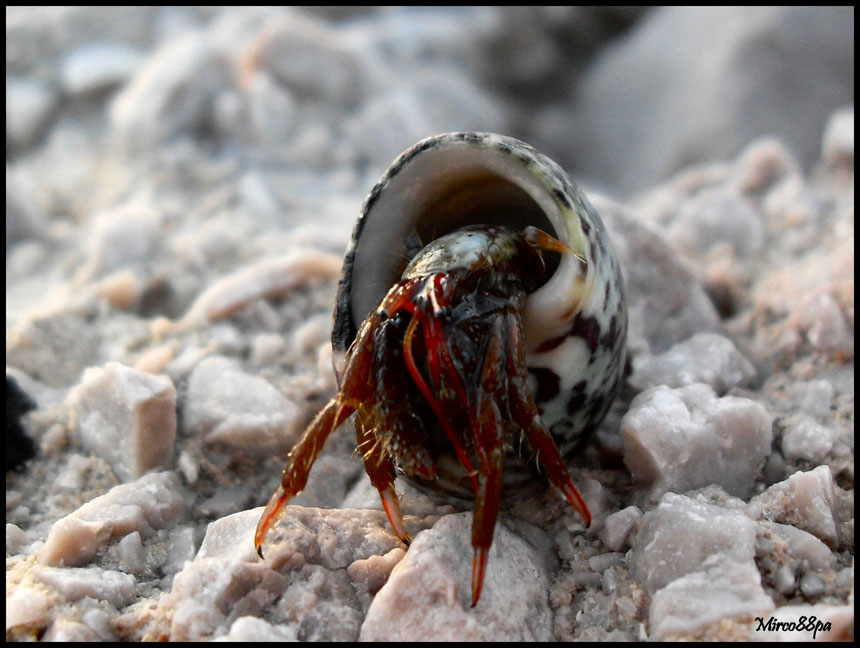 Clibanarius erythropus